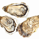 Oysters Image
