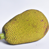 Jackfruit Image