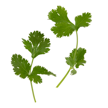 Cilantro Image