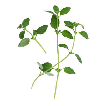 Thyme Image