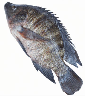 Tilapia Image