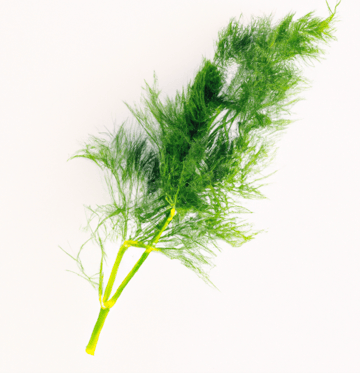 Dill Image