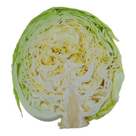 Cabbage Image