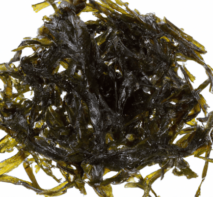 Seaweed Image